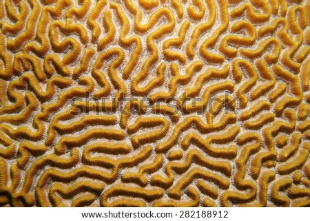 Underwater life, close up image of symmetrical brain coral, Diploria strigosa, Caribbean sea