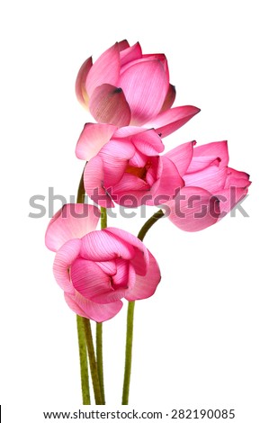 pink Lotus flower on white background