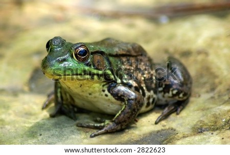 bull frog sitting on a stone near a pond