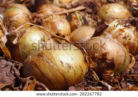 Big and sunny onions at the kitchen garden
