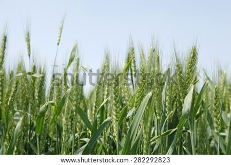 The green wheat fields, growing, full of vitality
