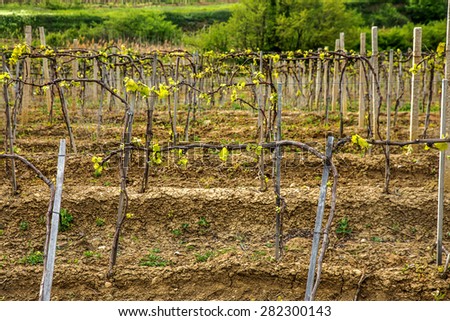 The image of the young spring grape fields in a mountain valley in the background of the Crimean mountain range. Plantation of grapes, rural picturesque natural landscape