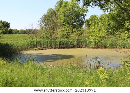 swamp, bog