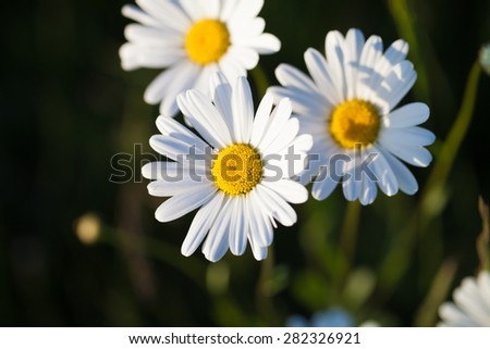 Couple of beautiful daisies in sunset light