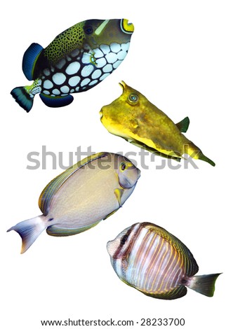  Tropical reef fish