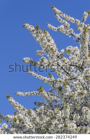 Springtime blooming tree background