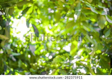 Blur circle bokeh green leaf background. Blurry yellow leaves rays light flare nature backdrop. Abstract blurred scene for web advertising. Soft focus foliage during summer with sunbeam wallpaper.