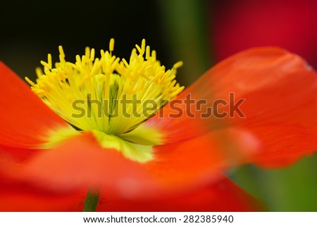 Macro of corn poppy flowers, defocused, blur effect