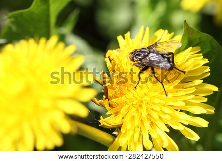 pictured a big fly on a dandelion