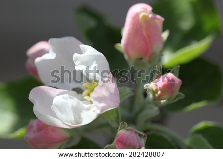 On a photo apple flower in spring