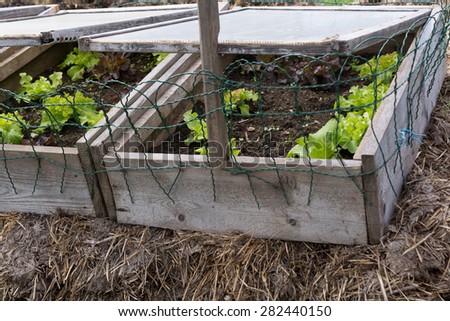 salads in a cold frame Royalty-Free Stock Photo #282440150