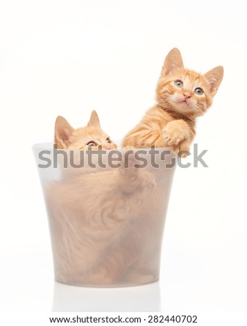Two playful red kittens sitting in clear bucket isolated on white background