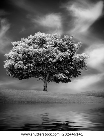 Alone tree with water reflection, White and black picture. Nature outdoor scene