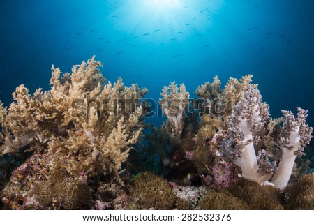 The beautiful soft coral (Nephthea) on the coral reef.