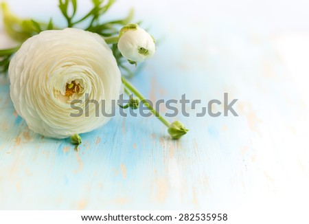 White ranunculus on vintage wooden background. soft focus
