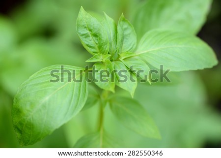 Macro of Hairy Basil leaf outdoors herb and Thai food ingredient