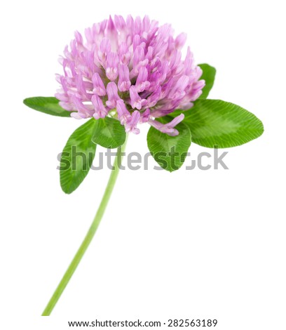 clover flowers isolated on white Royalty-Free Stock Photo #282563189