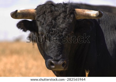 Fighting bull Royalty-Free Stock Photo #282565964