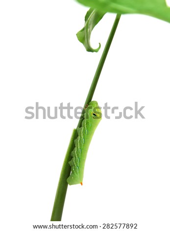 green worm on white background