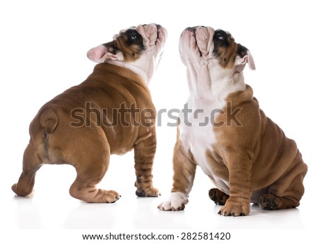 cute puppy sitting looking up on white background - bulldog three months old