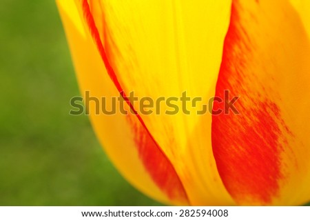 Flower texture, floral macro background