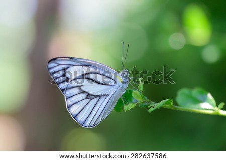 Blue butterfly fly in morning nature.(soft fogus)