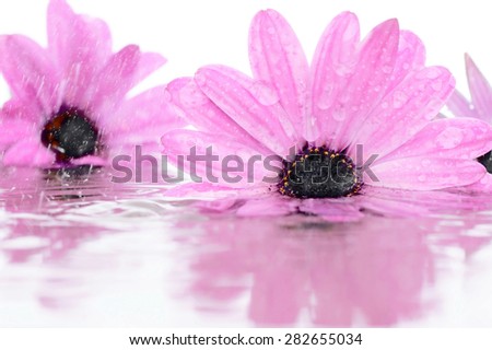 Flowers (Osteosperm) in water in rain drops.