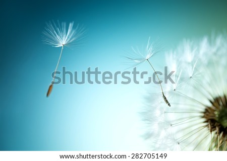 Closeup of dandelion on natural background Royalty-Free Stock Photo #282705149