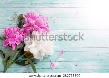 Splendid white and pink  pink  peonies flowers in ray of light on turquoise painted wooden planks. Selective focus. Place for text. 