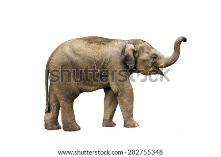 Asia elephant on isolated white background.