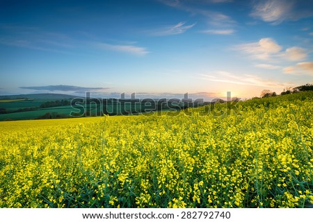 Fields of mustard seed rape growing near callington in Cornwall Royalty-Free Stock Photo #282792740
