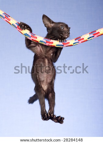 Cute Oriental Siamese kitten hanging from rope on blue background