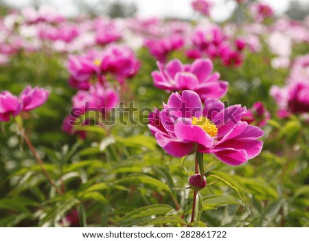 The peony flowers in the park, bright-coloured color, very beautiful