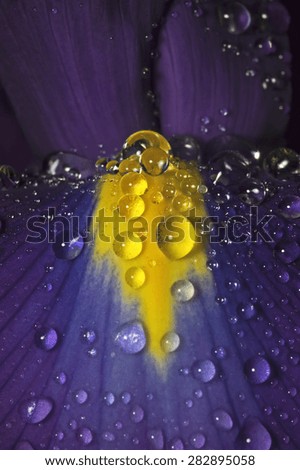 Iris petal with water pearls (genus Iris)