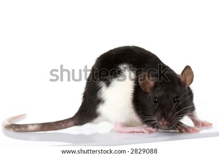Beautiful rat