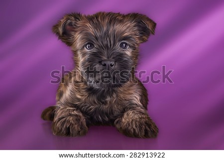 Drawing Puppy Cairn Terrier, portrait on a purple background