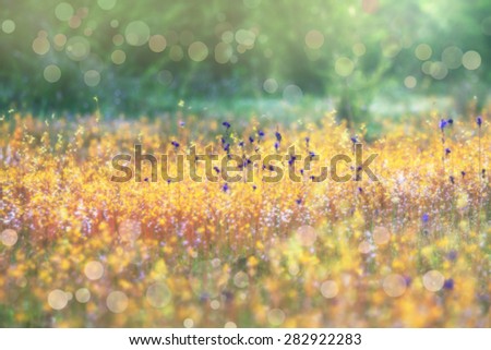 Blurred Flowers and Bokeh Background