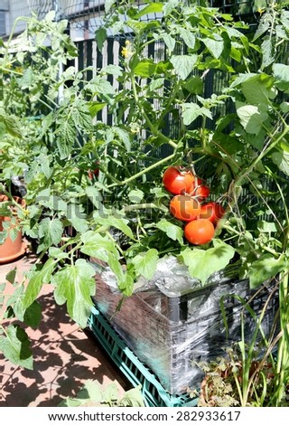 plastic box in house garden with red tomatoes