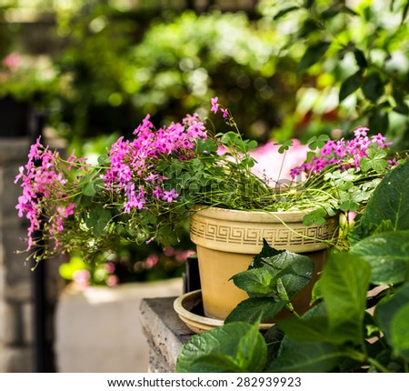 flower pot 