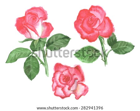 Three roses made with watercolors on white background