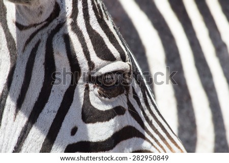 Closeup of Zebra eye