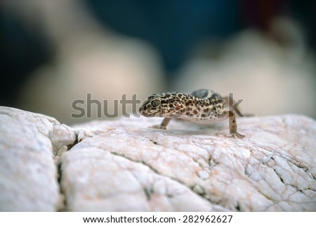 Small Gecko lizard on rocks closeup photo
