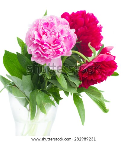 pink  and red peonies   isolated on white background