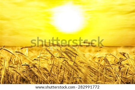 backdrop of ripening ears of yellow wheat field on the sunset cloudy orange sky background Copy space of the setting sun rays on horizon in rural meadow Close up nature photo Idea of a rich harvest 
