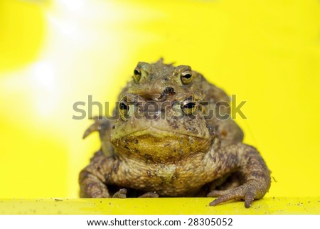 Common toads mating, isolated on yellow