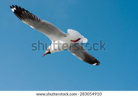 Seagull full wings