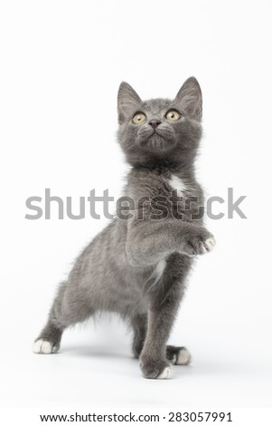 Playful Gray Kitty Raising Paw and Looking up on White Background