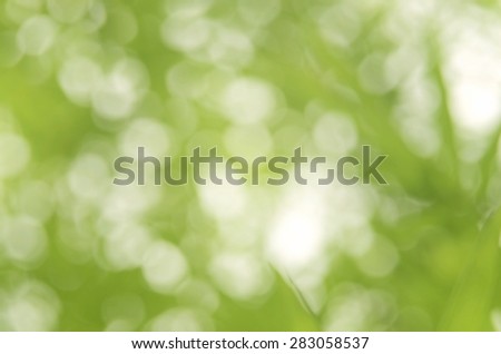 Green bokeh nature abstract background.
