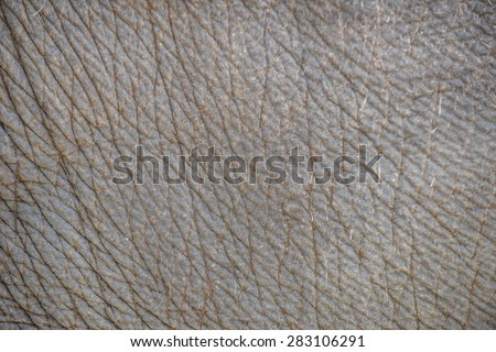 Elephant skin texture abstract background.