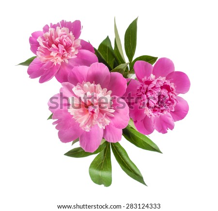 Beautiful pink peony with green leaves  on a white background